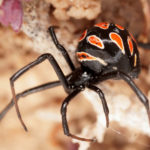 Latrodectus tredecimguttatus