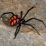 Latrodectus tredecimguttatus2