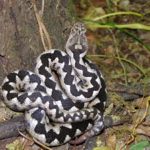 Vipera ammodytes