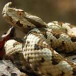 Vipera ammodytes1