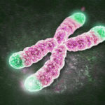 telomeer