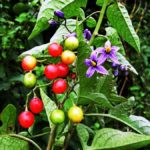 Bittersweet (Solanum Dulcamara) maavits