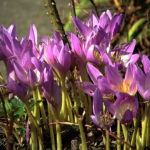 Harilik sügislill(Colchicum_autumnale)_IMG_7799