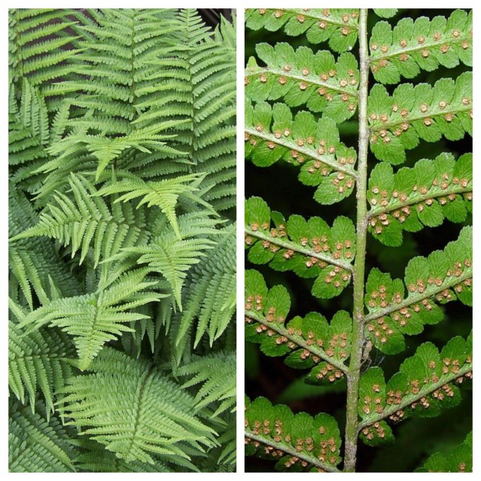 Mürktaimed meie õuel - Elu5