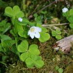 Oxalis_acetosella_Jänesekapsas