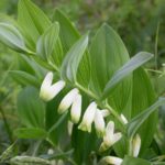 Polygonatum odoratum_kuutõverohi