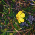 Blooming Ranunculus Repens Flower The Buds