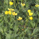 Ranunculus_repens_roomav tulikas