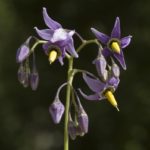 Solanum dulcamara_harilik maavits