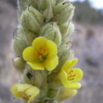 Starr_040723-0267_Verbascum_thapsus