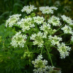 poisonous-hemlock_surmaputk