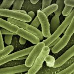 koli-bacteria-123081_960_720