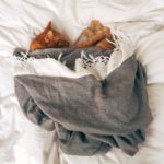 animal-bed-cat-103651