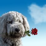 valentines-day-3135789_960_720
