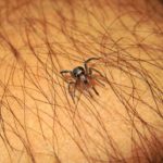 spider-795961_960_720