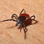 tick-1271763_960_720