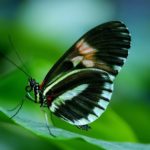 papilio-44882_960_720