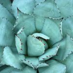plants-2608183_960_720