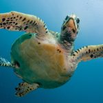 turtle-2250720_960_720