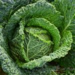 agriculture-cabbage-close-up-209482