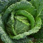 agriculture-cabbage-close-up-209482 (1)