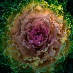 cabbage-close-up-colorful-699816