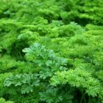 close-up-green-healthy-60560