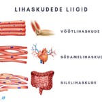 Lihaskudede liigid