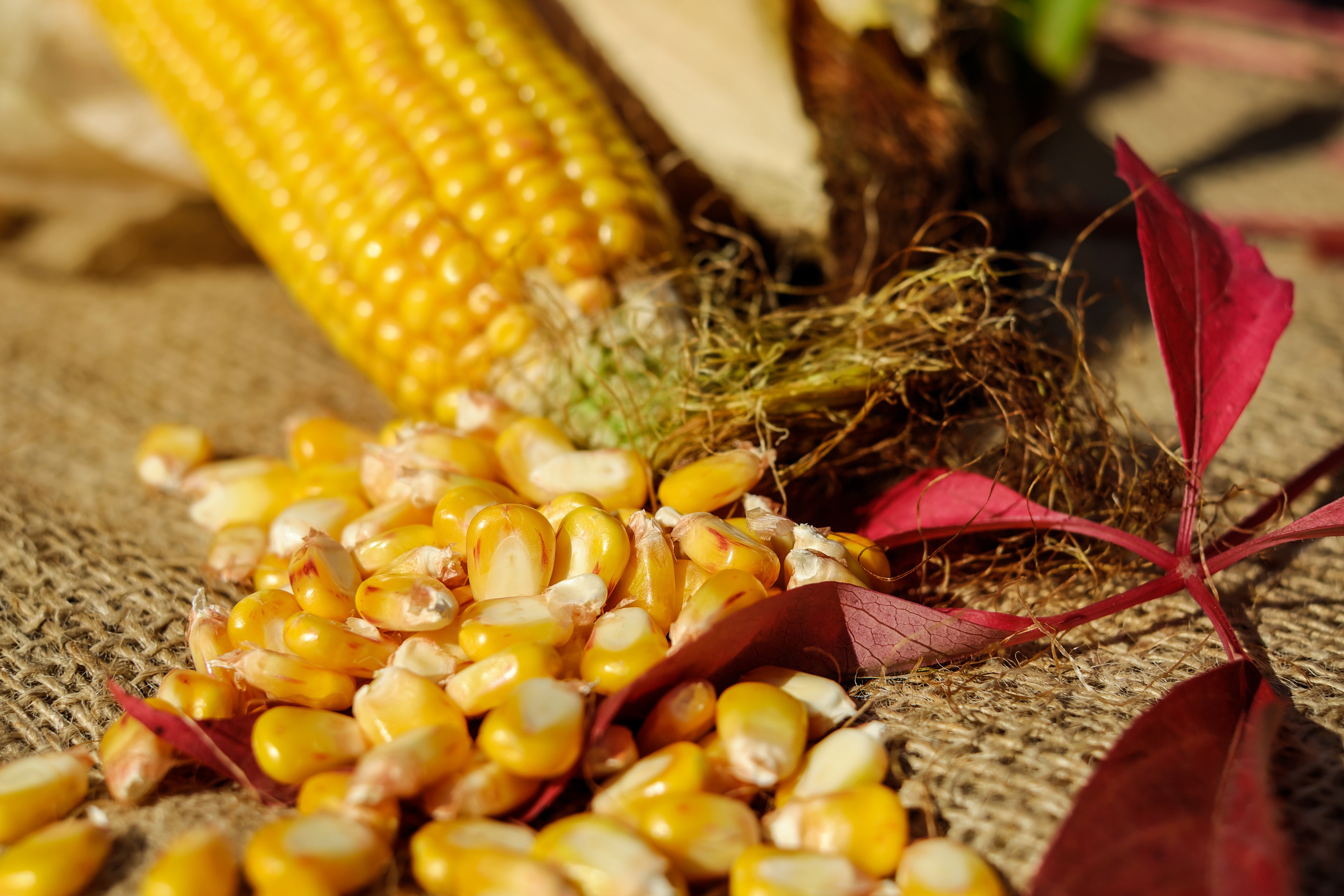 mais geneetiliselt muundatud toit