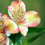 beautiful-bloom-blooming-blossom-132468