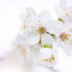beautiful-flowers-bloom-blooming-blossom-548389