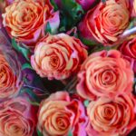 bunch-of-orange-petaled-flowers-1019342